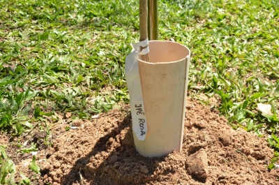 Plantio e distribuição de sementes marcam o Dia da Árvore