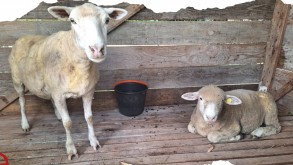 IFFar - Campus Santo Ângelo inicia Setor de Ovinocultura com chegada de animais IFFar - Campus Santo Ângelo inicia Setor de Ovinocultura com chegada de animais